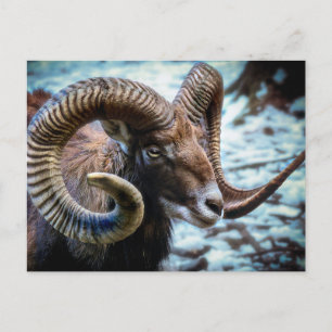 Mouflon Sheep  Postcard