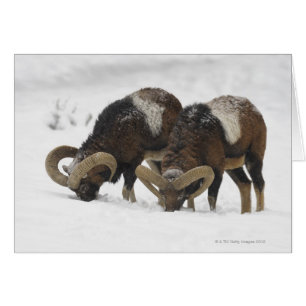 Mouflons in Winter, Germany