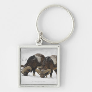 Mouflons in Winter, Germany Key Ring