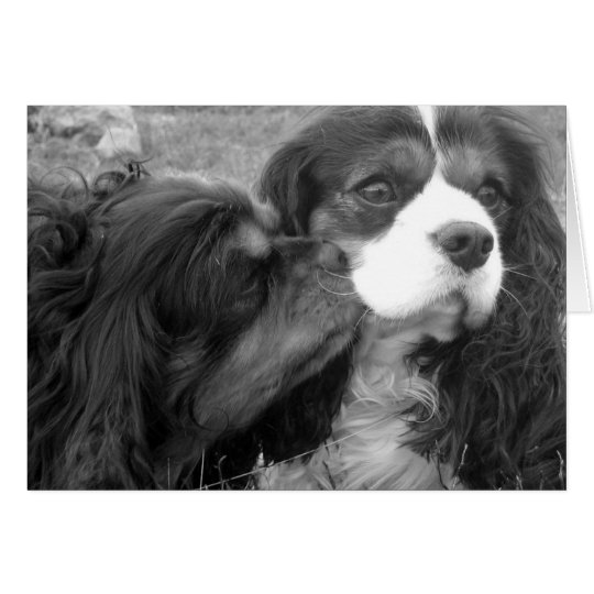 Moulder and Fjalar Cavalier King Charles Spaniels Card
