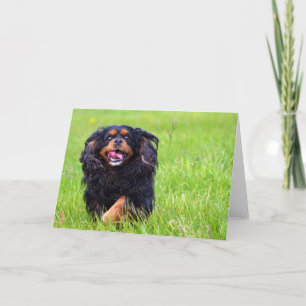 Moulder. Cavalier King Charles Spaniel Thank You Card