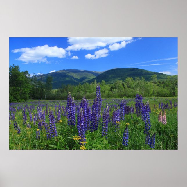 Mount Adams and Lupines Presidential Range Poster (Front)