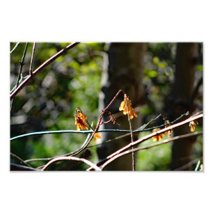 Mount Baldy Photo Print