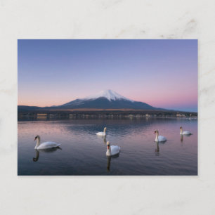 Mount Fuji   Yamanaka Lake with Swans Postcard