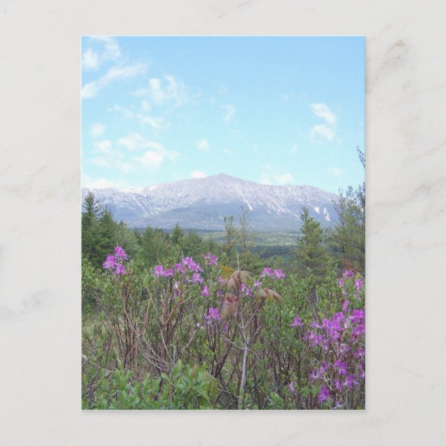 Mount Katahdin and wild flowers Postcard (Front)