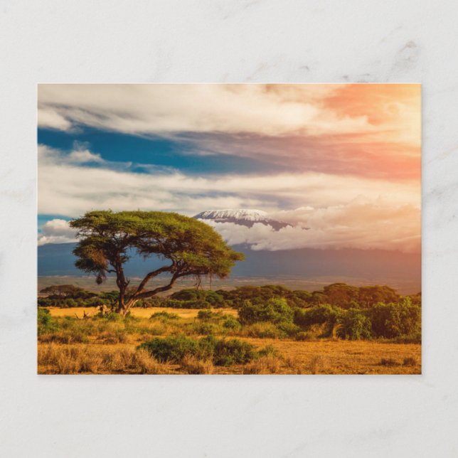 Mount Kilimanjaro | Amboseli, Kenya Postcard (Front)