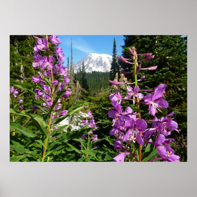 Mount Rainier Between Purple Phlox Flowers Poster (Front)