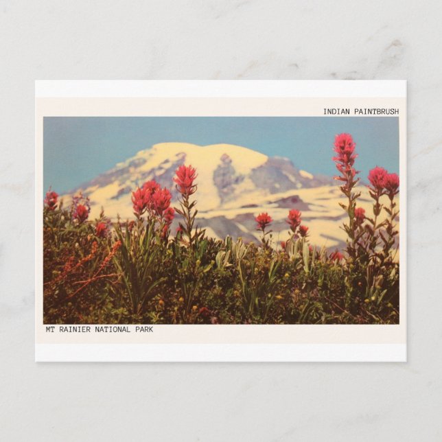 Mount Rainier Indian Paintbrush Postcard (Front)