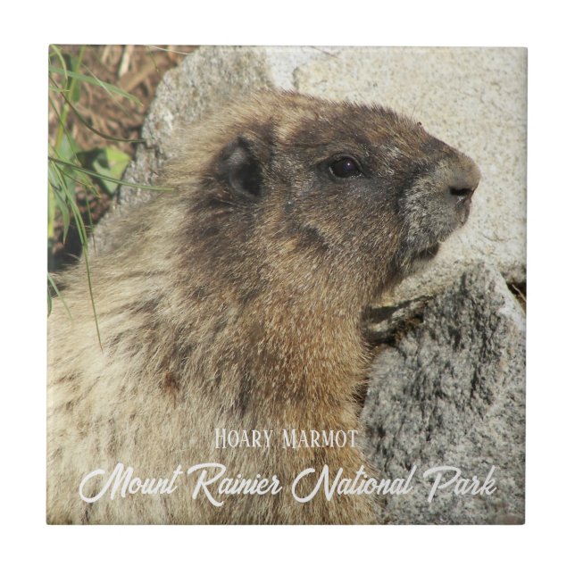 Mount Rainier National Park Hoary Marmot Ceramic Tile (Front)