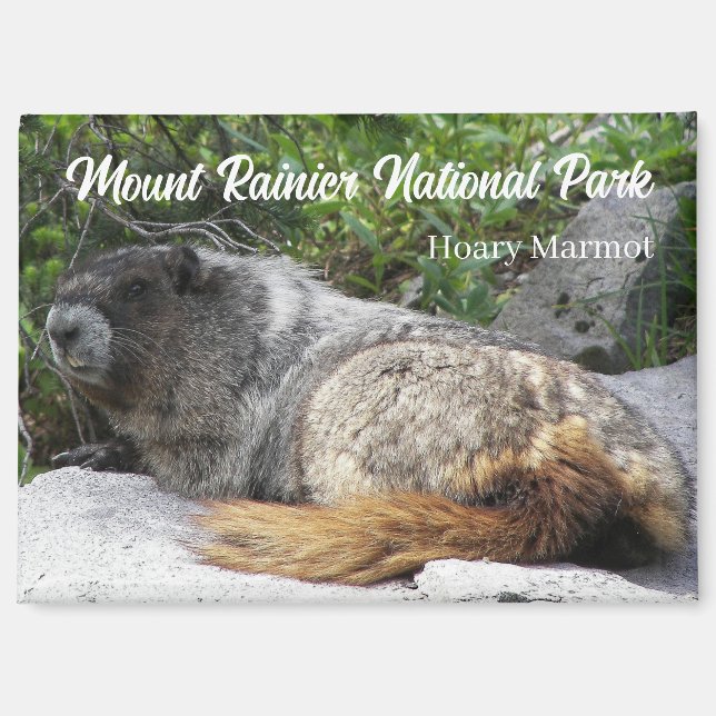 Mount Rainier National Park Hoary Marmot Magnet (Front)