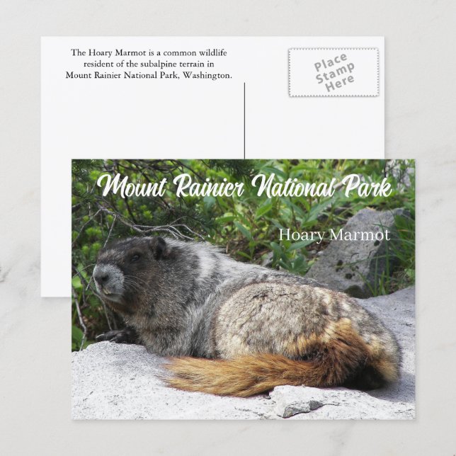 Mount Rainier National Park Hoary Marmot Photo Postcard (Front/Back)