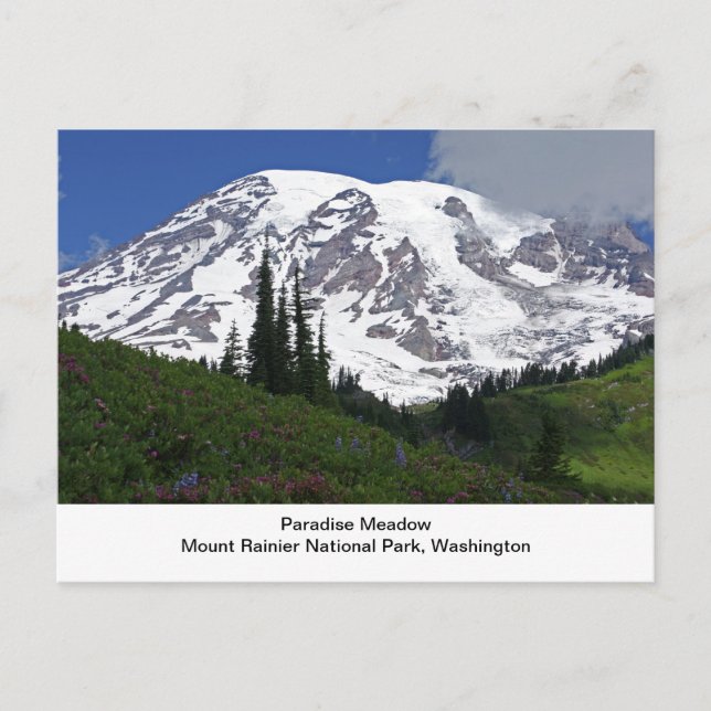 Mount Rainier Paradise Meadow Postcard (Front)