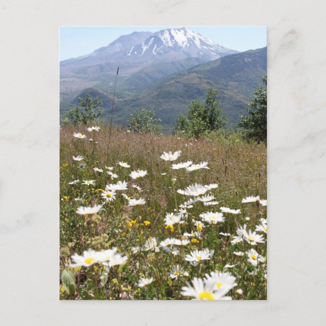 Mount St. Helens Postcard (Front)