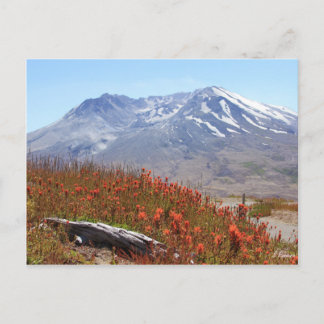 Mount St. Helens Wildflowers Postcard