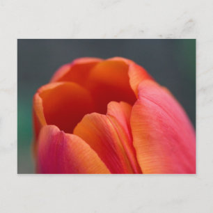 mount tulip postcard