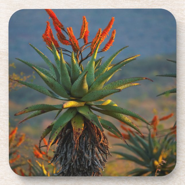 Mountain Aloe (Aloe Marlothii Berger) 2 Coaster (Front)
