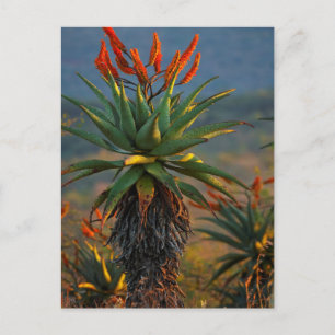 Mountain Aloe (Aloe Marlothii Berger) 2 Postcard