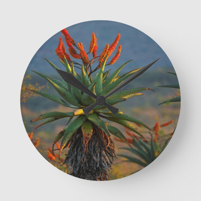 Mountain Aloe (Aloe Marlothii Berger) 2 Round Clock (Front)