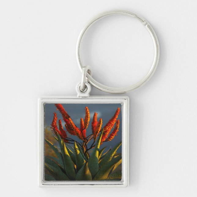 Mountain Aloe (Aloe Marlothii Berger) Key Ring (Front)