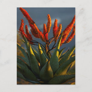 Mountain Aloe (Aloe Marlothii Berger) Postcard