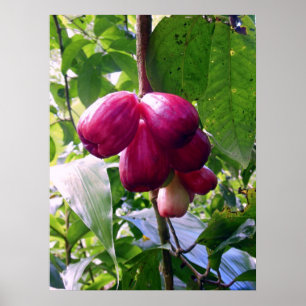 Mountain Apples Poster