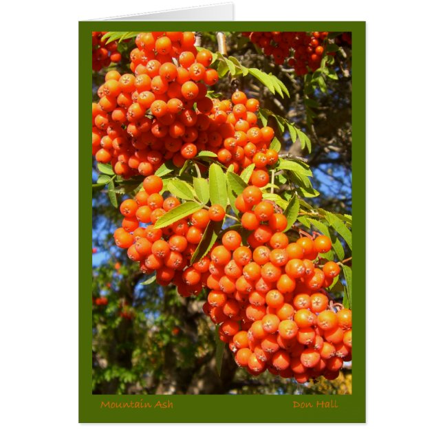 Mountain Ash Berries Card (Front)