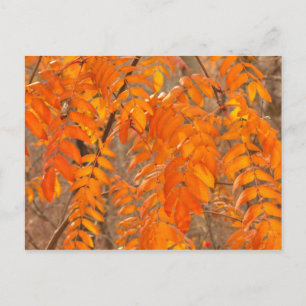 Mountain Ash Leaves in Autumn Postcard