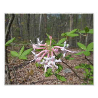 Mountain Azalea Photo Print