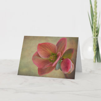 Mountain Beauty Helleborus card