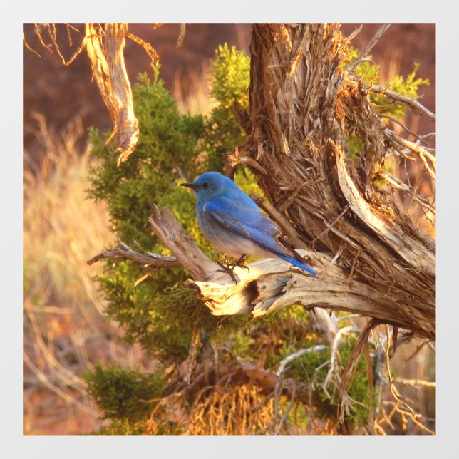 Mountain Bluebird at Arches National Park (Sheet)