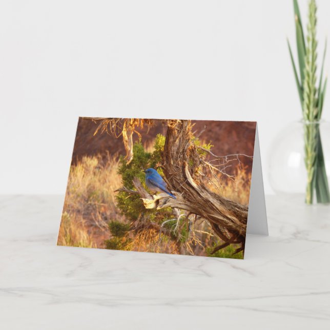 Mountain Bluebird at Arches National Park Card (Front)