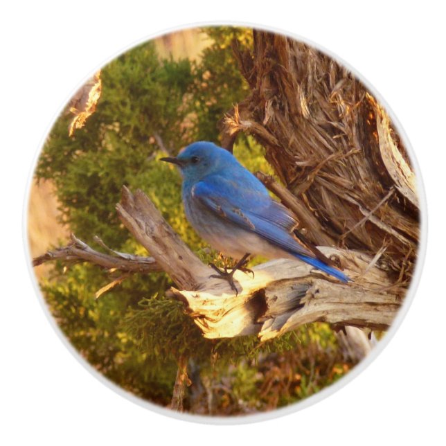 Mountain Bluebird at Arches National Park Ceramic Knob (Front)