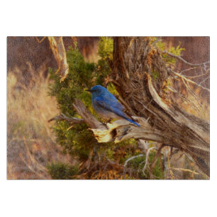 Mountain Bluebird at Arches National Park Cutting Board