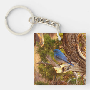 Mountain Bluebird at Arches National Park Key Ring