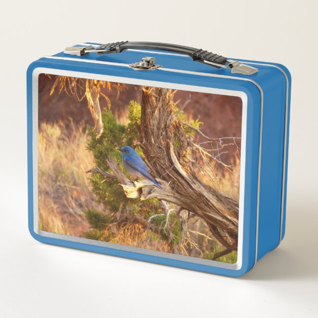 Mountain Bluebird at Arches National Park Metal Lunch Box (Front)