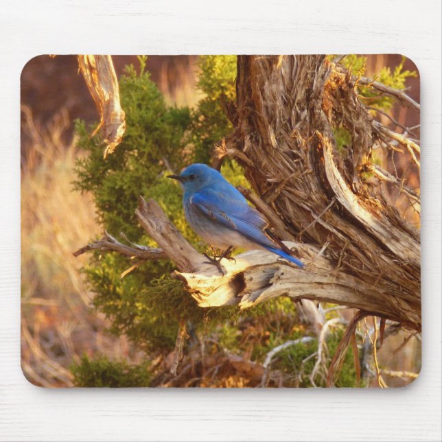 Mountain Bluebird at Arches National Park Mouse Pad (Front)