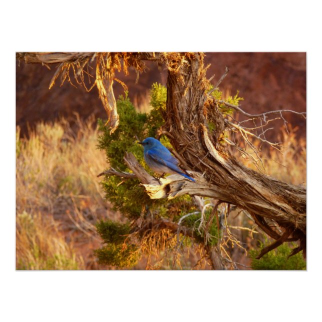 Mountain Bluebird at Arches National Park Poster (Front)
