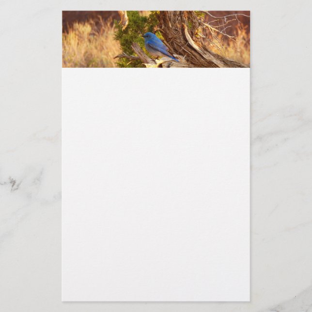 Mountain Bluebird at Arches National Park Stationery (Front)