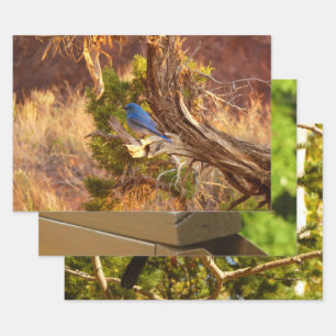Mountain Bluebird at Arches National Park Wrapping Paper Sheet