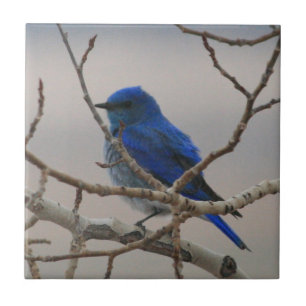 Mountain Bluebird Ceramic Tile