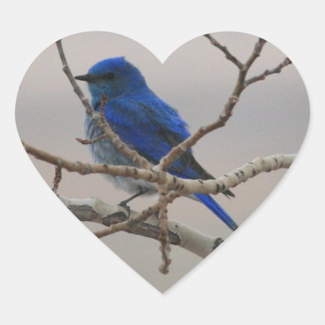 Mountain Bluebird Heart Sticker (Front)