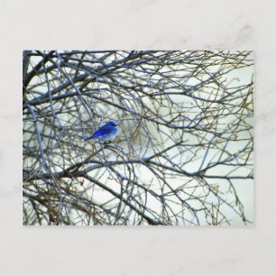 Mountain Bluebird Postcard