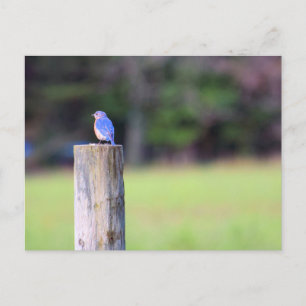 Mountain Bluebird  Postcard