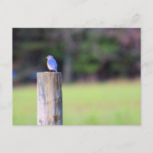 Mountain Bluebird Postcard
