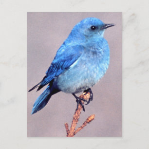 Mountain Bluebird Wildlife Series # 2 Postcard