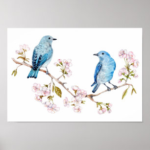 Mountain Bluebirds on Sakura Branch Poster