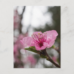 Mountain Cherry Blossom Wildflower Postcard