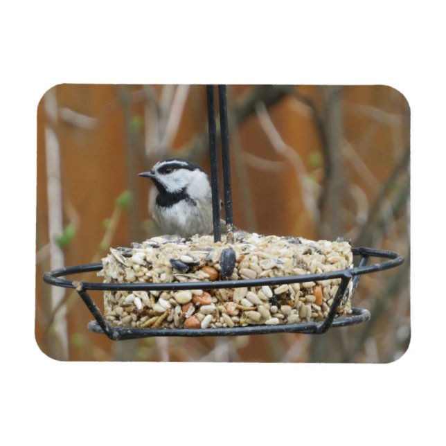 Mountain Chickadee on Feeder Magnet (Horizontal)
