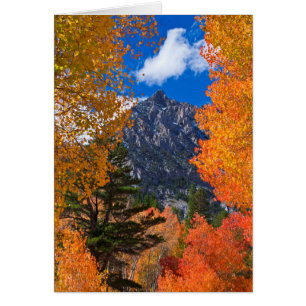Mountain framed in fall foliage, CA