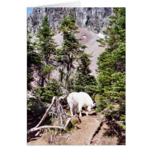 Mountain Goat